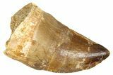 Fossil Mosasaur (Thalassotitan) Tooth - Morocco #374476-1
